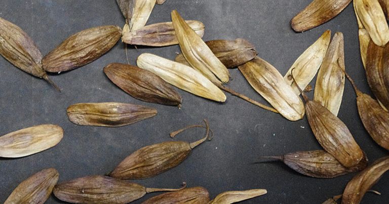 Woad seeds